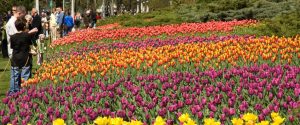 Ottawa tulips 